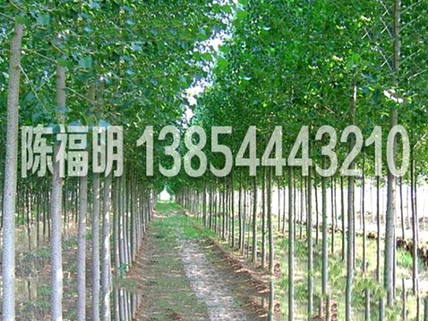 楊樹