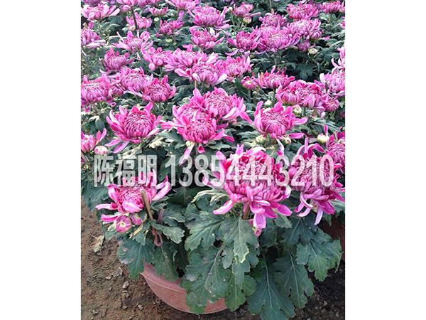 菊花