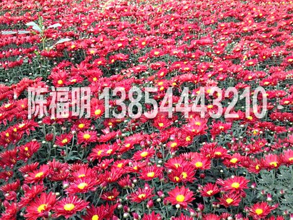 國慶菊