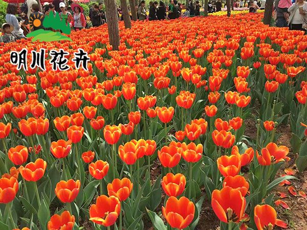 郁金香花海.jpg